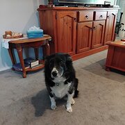 Home Owner wanting sitter in Pakenham, Victoria