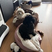 Home Owner wanting sitter in Canberra, Australian Capital Territory