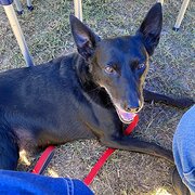 Home Owner wanting sitter in Geelong, Victoria