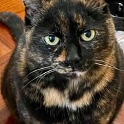 Home Owner wanting sitter in , Queensland