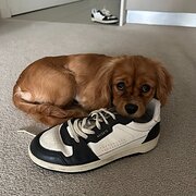 Home Owner wanting sitter in Sydney, New South Wales