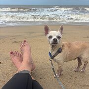 House Sitter - Peace of mind while you are on holidays 