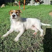 Home Owner wanting sitter in Brisbane, Queensland
