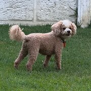 Home Owner wanting sitter in Perth, Western Australia