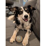 Home Owner wanting sitter in Cairns, Queensland