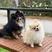 Home Owner wanting sitter in , Western Australia