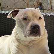 Home Owner wanting sitter in , Western Australia
