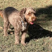 Home Owner wanting sitter in Brisbane , Queensland
