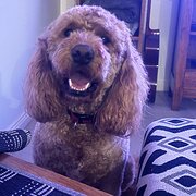Home Owner wanting sitter in Bendigo, Victoria
