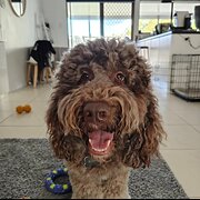 Home Owner wanting sitter in Surfers Paradise , Queensland