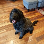 Home Owner wanting sitter in Perth , Western Australia