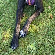 Home Owner wanting sitter in , Western Australia