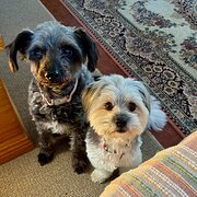 Home Owner wanting sitter in Sydney, New South Wales