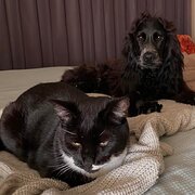 Home Owner wanting sitter in , Queensland