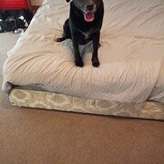 House Sitter - Trusted and reliable house animal sitter