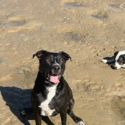 Home Owner wanting sitter in , Queensland
