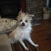 Home Owner wanting sitter in , Victoria