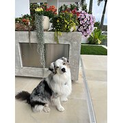 Home Owner wanting sitter in Sunshine Coast, Queensland