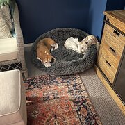 Home Owner wanting sitter in Wollongong, New South Wales