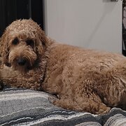 Home Owner wanting sitter in Melbourne, Victoria
