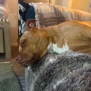 Home Owner wanting sitter in , New South Wales
