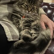 Home Owner wanting sitter in Perth, Western Australia