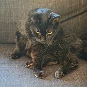 Home Owner wanting sitter in , Queensland