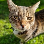 Home Owner wanting sitter in , Victoria