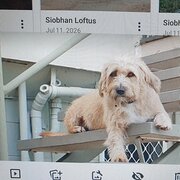 Home Owner wanting sitter in Townsville , Queensland