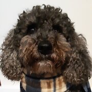 Home Owner wanting sitter in Gosford, New South Wales