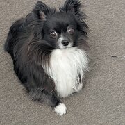Home Owner wanting sitter in Adelaide, South Australia