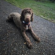 Home Owner wanting sitter in Brisbane, Queensland