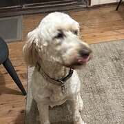 Home Owner wanting sitter in , New South Wales
