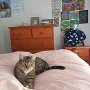 Home Owner wanting sitter in Toronto NSW, New South Wales