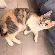 Home Owner wanting sitter in , Victoria