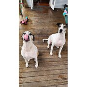 Home Owner wanting sitter in Brisbane, Queensland