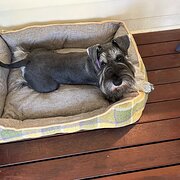 Home Owner wanting sitter in Shepparton, Victoria
