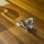 Home Owner wanting sitter in Ballarat, Victoria