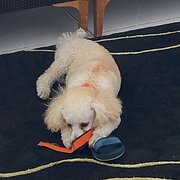 Home Owner wanting sitter in Gold Coast, Queensland