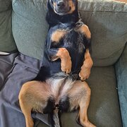 Home Owner wanting sitter in Newcastle, New South Wales