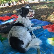 Home Owner wanting sitter in Brisbane, Queensland