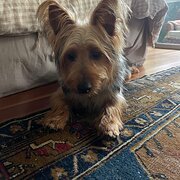 Home Owner wanting sitter in Mayfield West, New South Wales