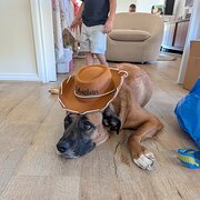 Home Owner wanting sitter in Melbourne , Victoria