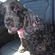 Home Owner wanting sitter in , Queensland