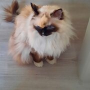 Home Owner wanting sitter in Brisbane, Queensland