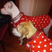 Home Owner wanting sitter in , South Australia