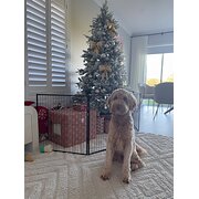Home Owner wanting sitter in , New South Wales