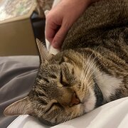 Home Owner wanting sitter in , New South Wales