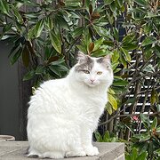 Home Owner wanting sitter in Geelong, Victoria
