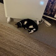 Home Owner wanting sitter in Canberra, Australian Capital Territory